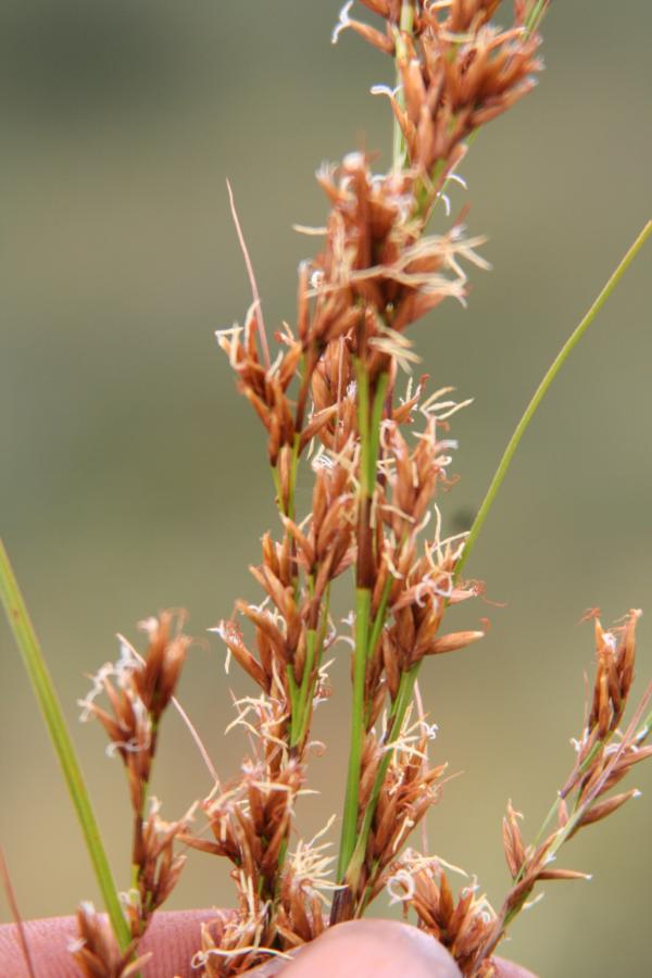 Floraison de Costularia comosa ©IAC