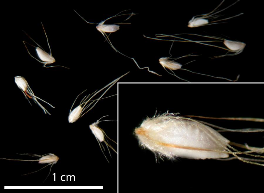 Akènes de Schoenus neocaledonicus ©IAC