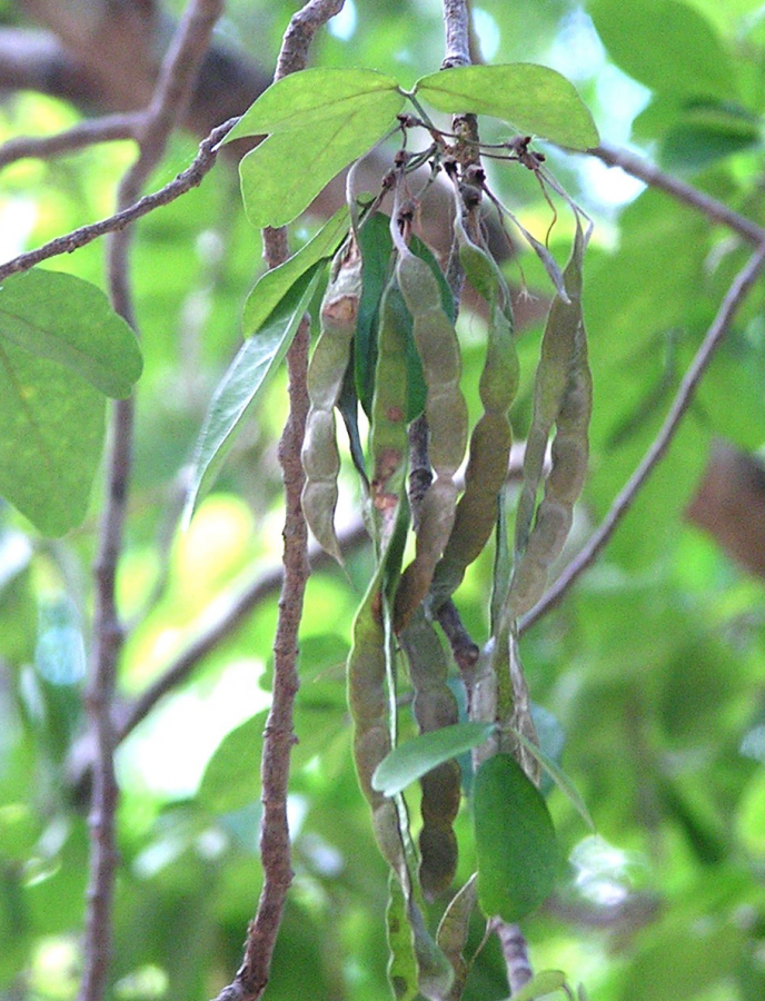 Fruits d'Arthroclianthus microbotrys ©IAC