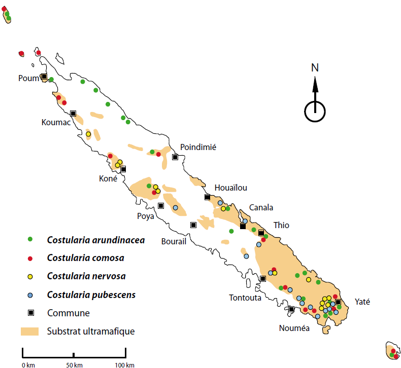Distribution géographique des différentes espèces du genre Costularia en Nouvelle-Calédonie (avec Costularia arundinacea devenue Tetraria arundinacea) ©Herbier de Nouvelle-Calédonie (NOU), IRD