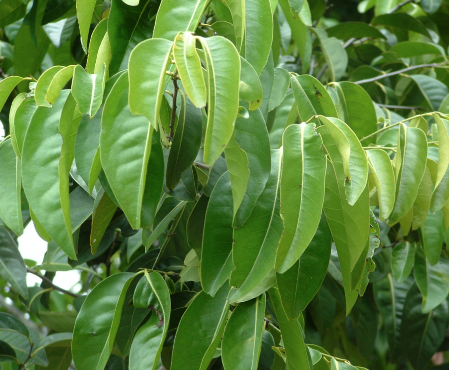 Feuillage de Diospyros fasciculosa ©IAC