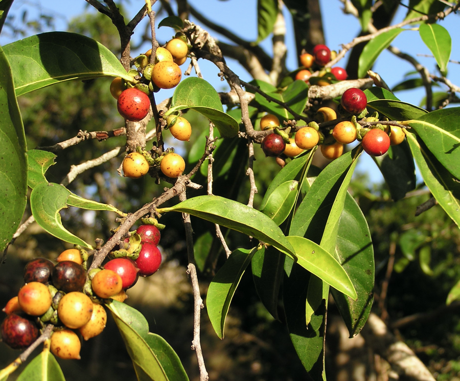 Fruits verts et mûrs de Diospyros fasciculosa ©IAC