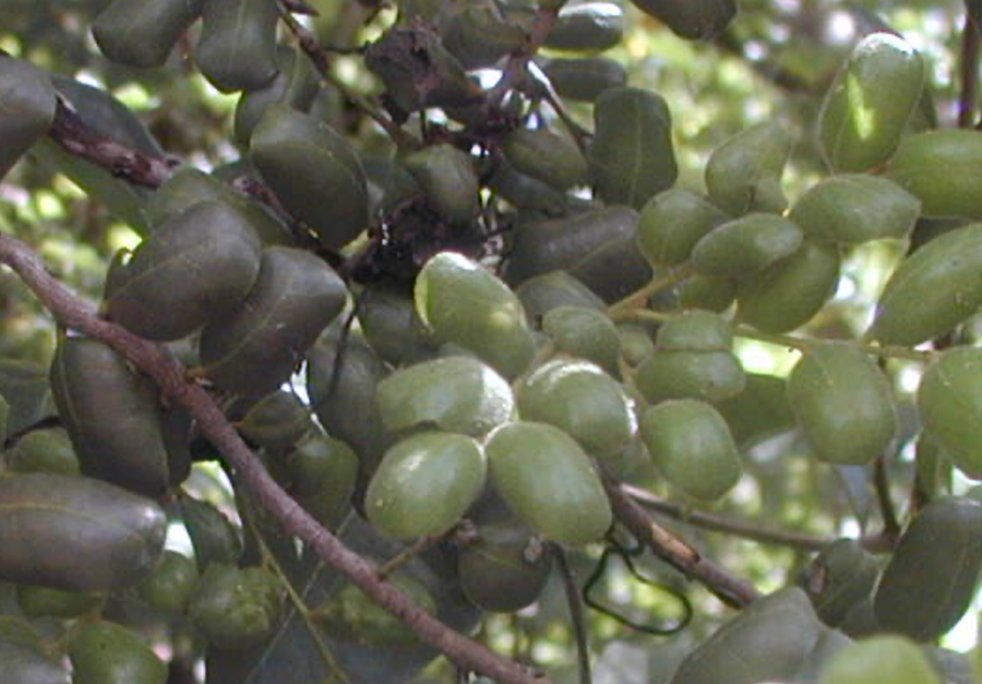 Feuillage de Diospyros pustulata ©IAC