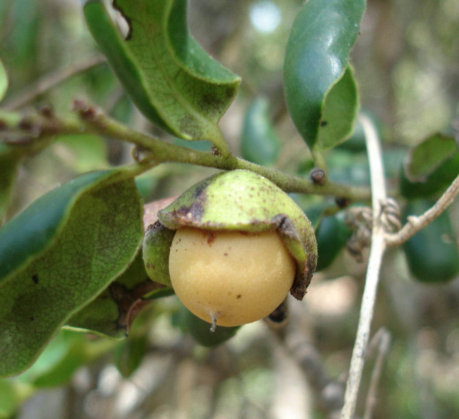 Fruit vert de Diospyros pustulata ©IAC