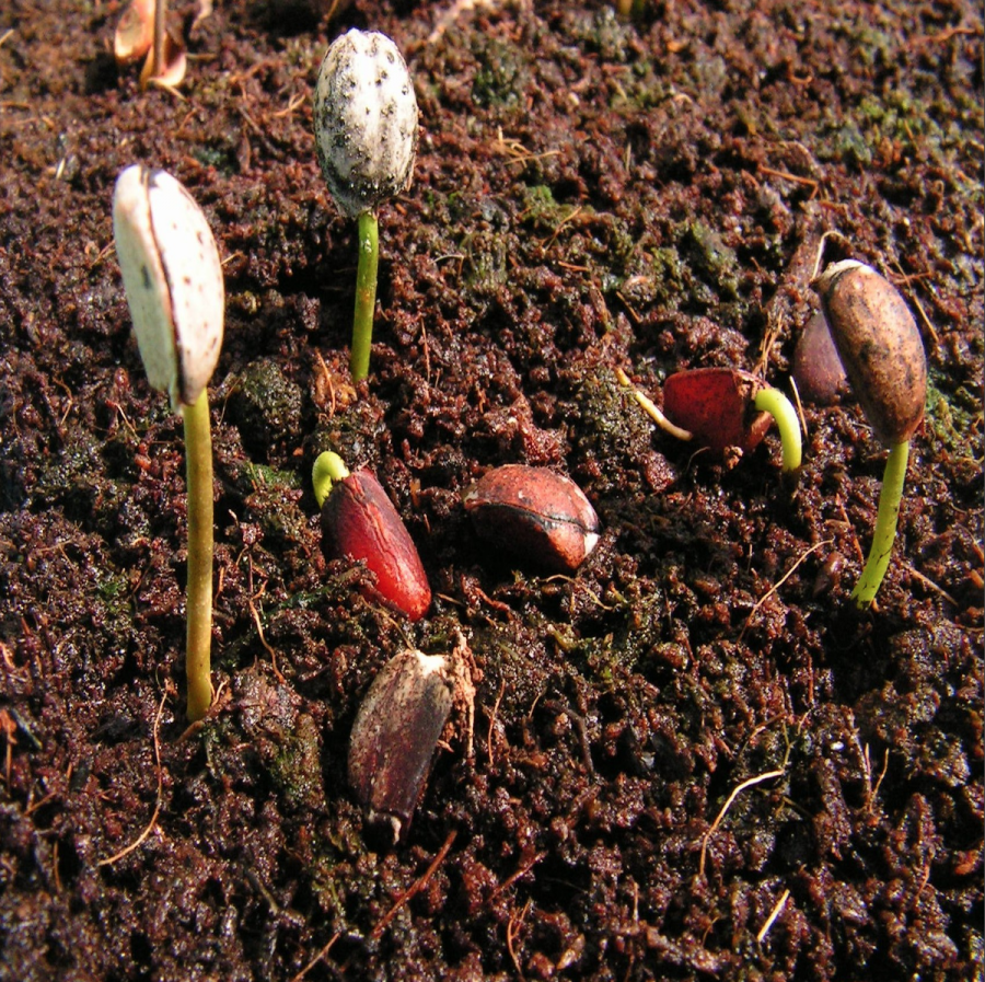 Levée de Diospyros pustulata ©IAC