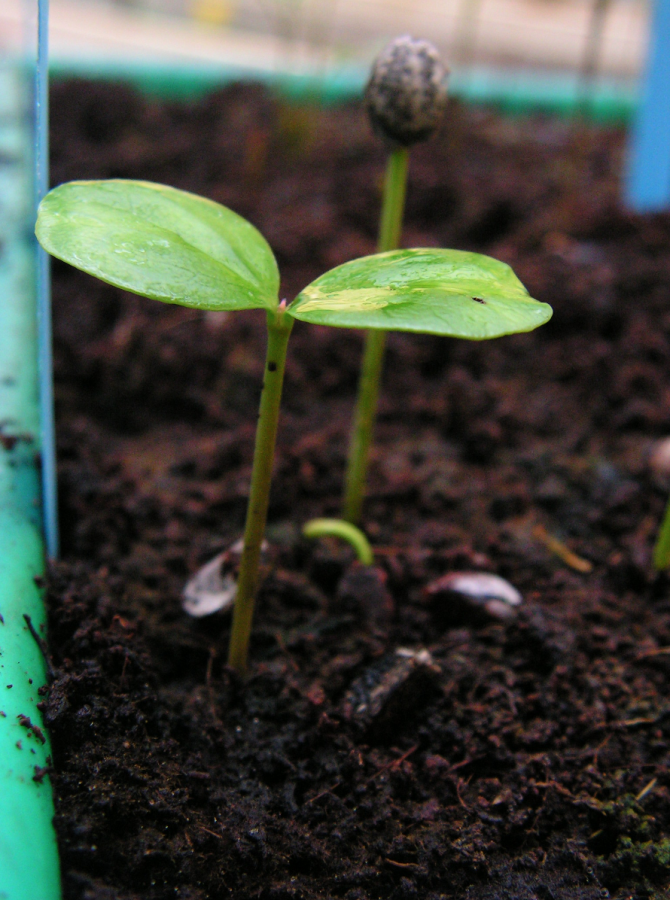 Plantule de Diospyros pustulata ©IAC