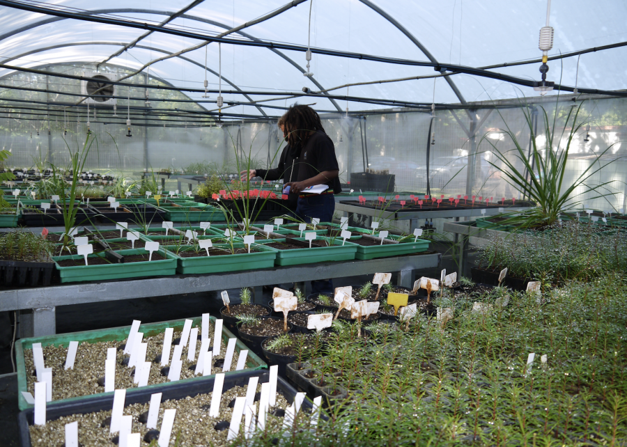 Germinations d'espèces endémiques, serre de l'IAC ©IAC - E. Bonnet-Vidal