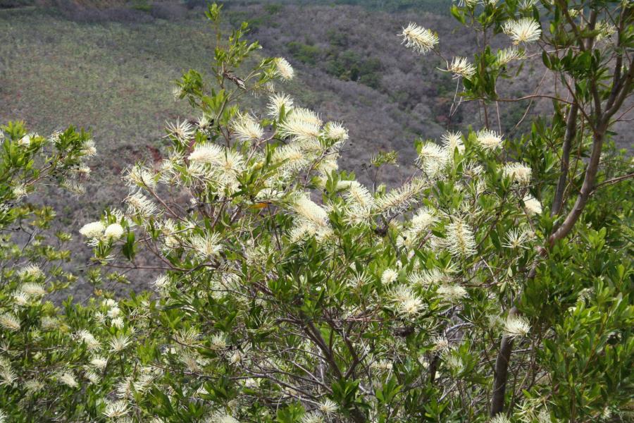 Grevillea exul ©IAC