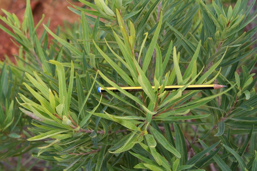 Feuilles de Grevillea exul ©IAC