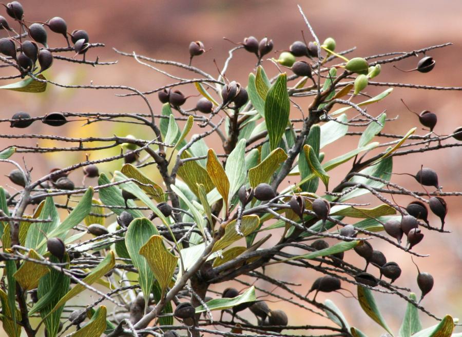 Fruits de Grevillea rubiginosa ©IAC