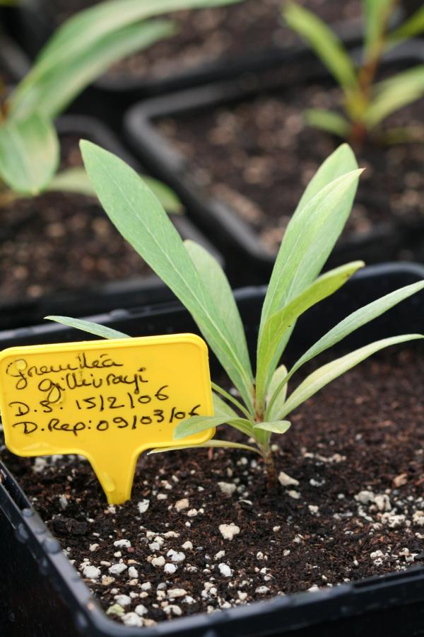 Jeune plant de Grevillea gillivrayi ©IAC