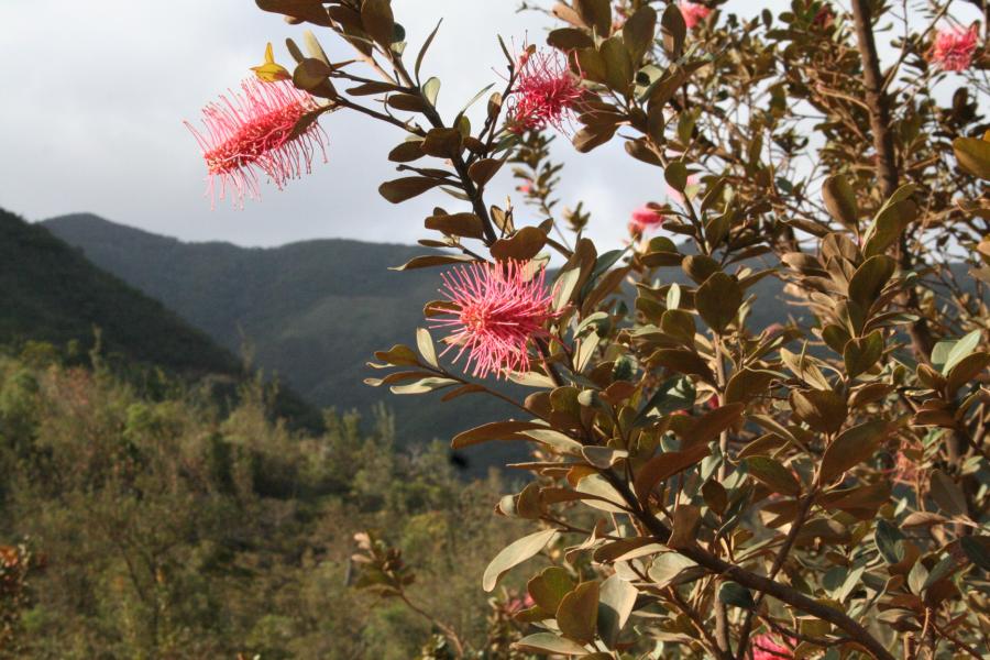 Grevillea gillivrayi en fleur ©IAC