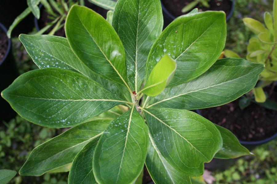 Feuilles de Grevillea meisneri ©IAC