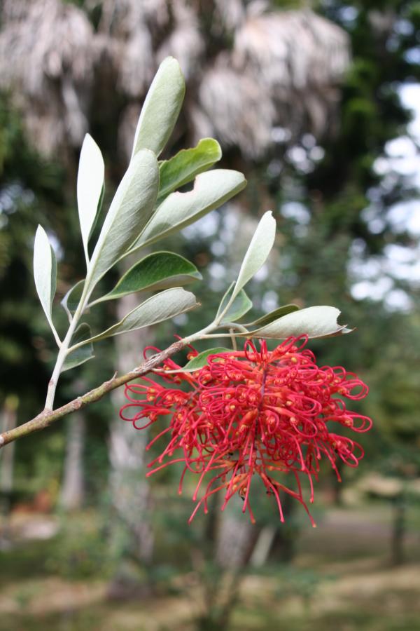 Grevillea meisneri en fleur ©IAC