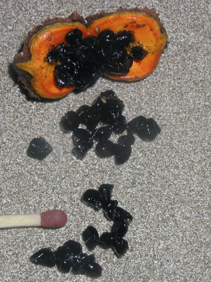 Fruit et graines de Pittosporum brevispinum ©IAC