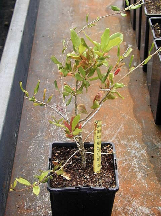 Jeune plant de Pittosporum brevispinum ©IAC