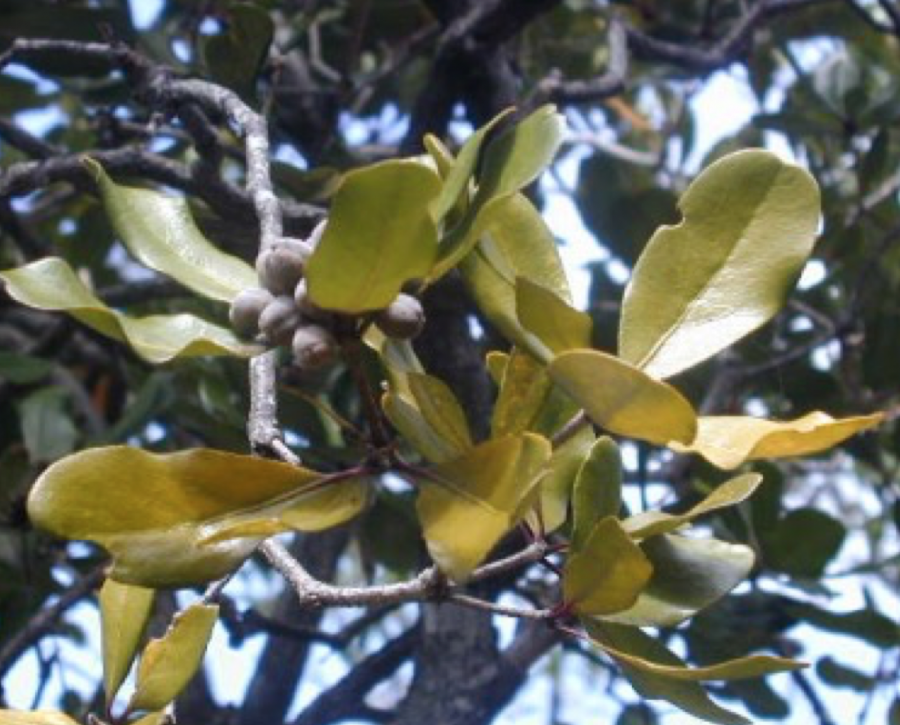 Fruits de Pittosporum tanianum ©IAC