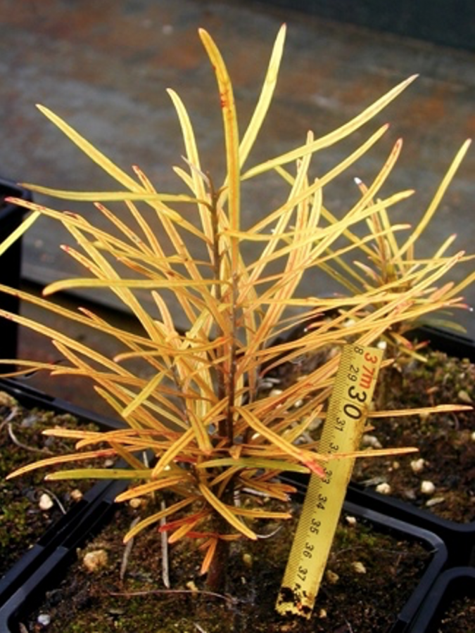 Jeune plant de Planchonella cinerea ©IAC