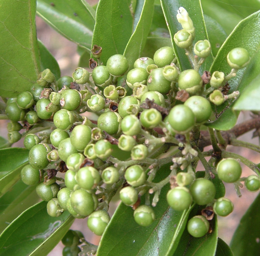 Fruits verts de Premna serratifolia ©IAC