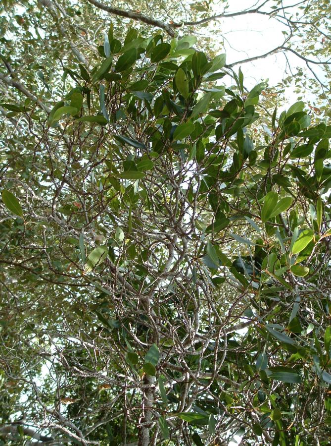 Allure générale de Myrsine novocaledonica ©IAC