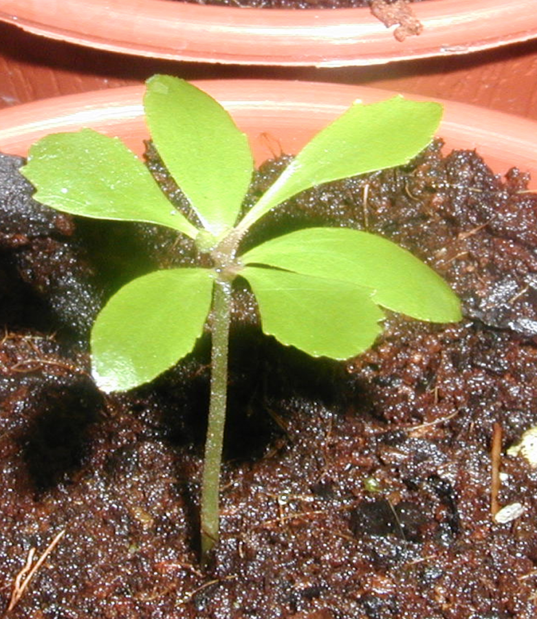 Jeune plant de Myrsine novocaledonica ©IAC