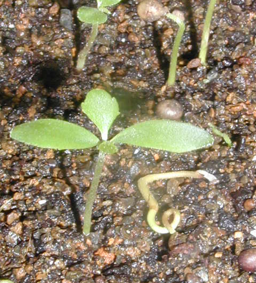 Plantule de Myrsine novocaledonica ©IAC