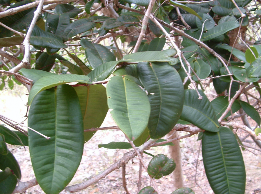 Feuillage de Syzygium pendulicum ©IAC