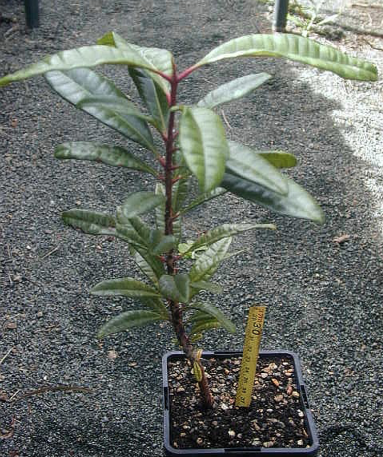 Plant de Syzygium pendulicum ©IAC