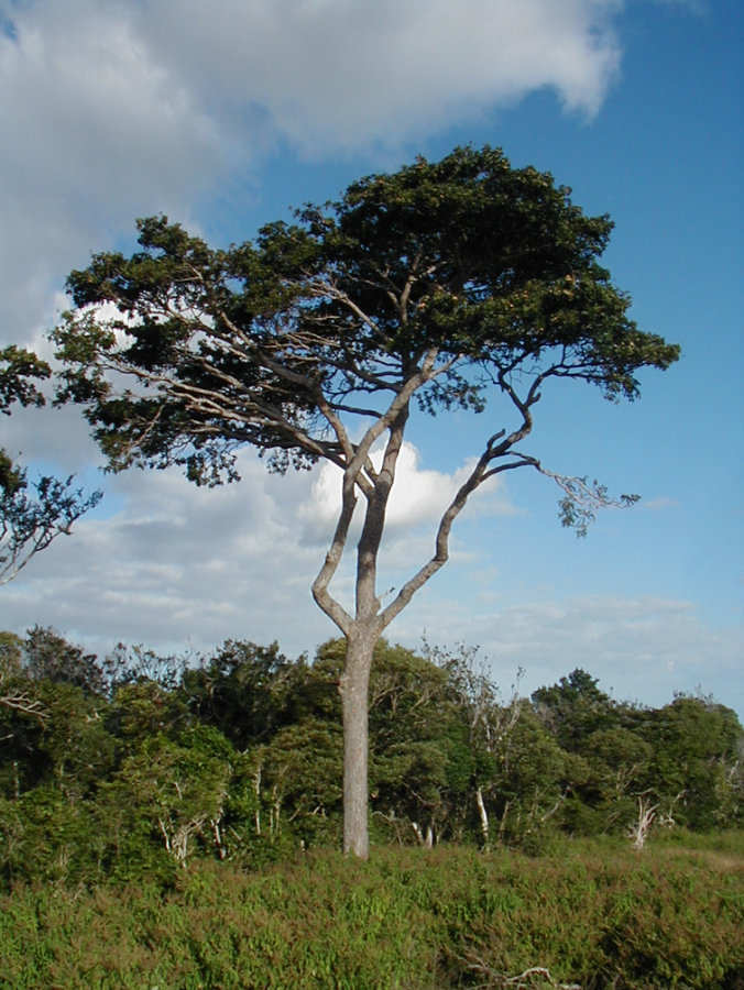 Allure générale de Terminalia cherrieri ©IAC