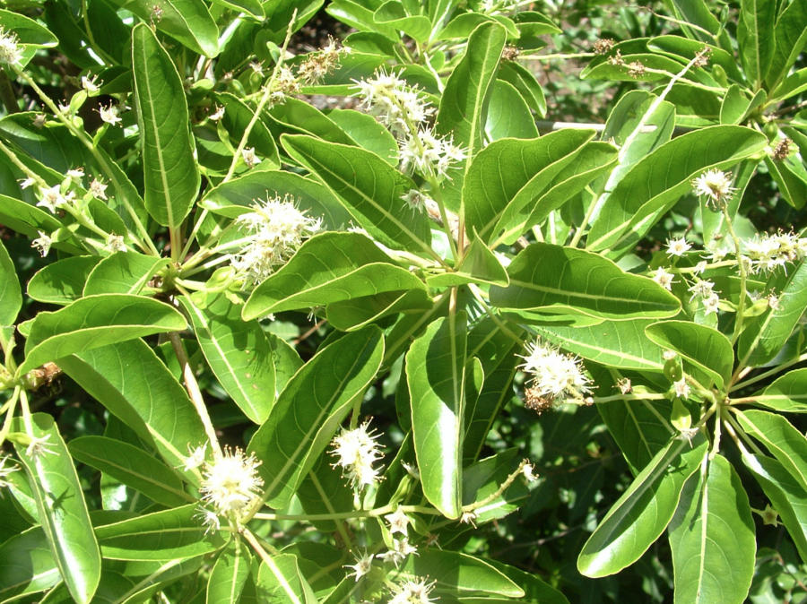 Feuillage et fleurs de Terminalia cherrieri ©IAC