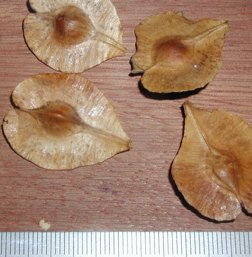 Fruits de Terminalia cherrieri ©IAC