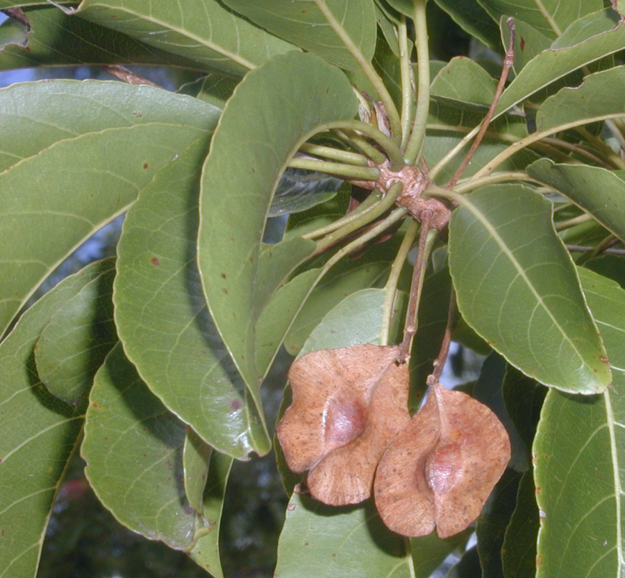 Fruits de Terminalia cherrieri ©IAC