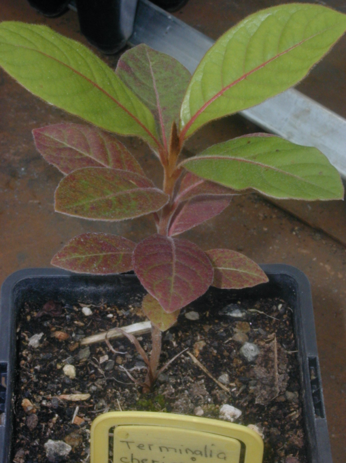 Jeune plant de Terminalia cherrieri ©IAC