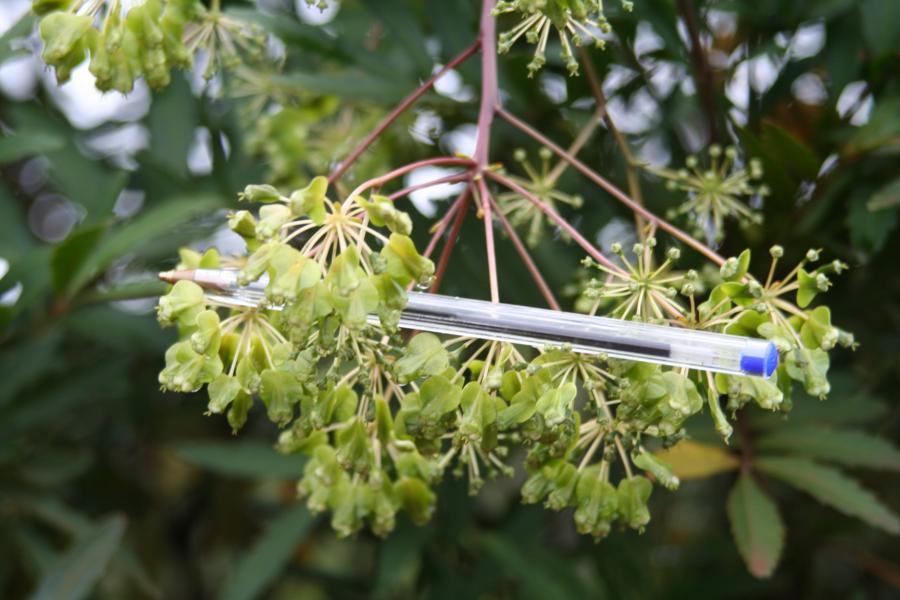 Inflorescence de Myodocarpus fraxinifolius ©IAC