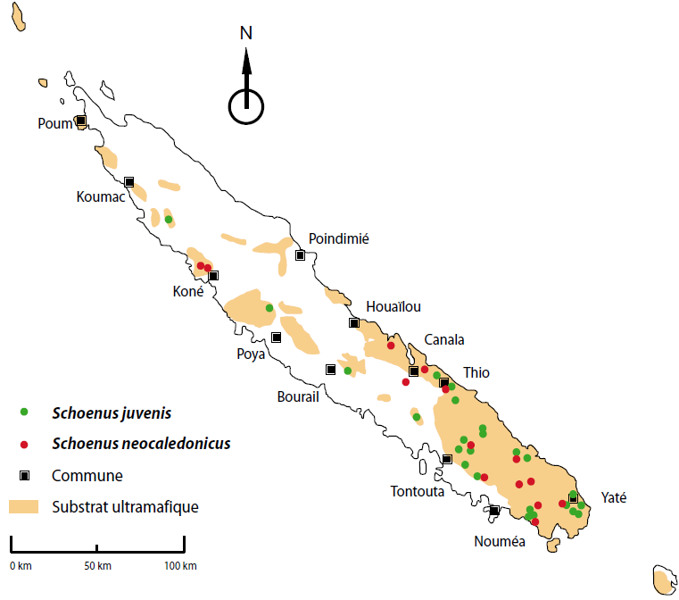 Distribution géographique des différentes espèces du genre Schoenus en Nouvelle-Calédonie ©Herbier de Nouvelle-Calédonie (NOU), IRD