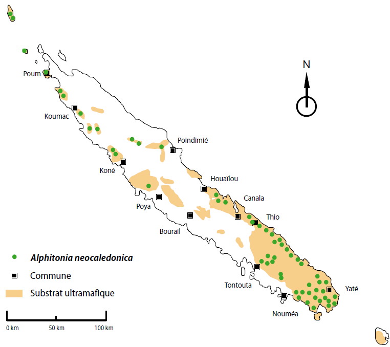 Distribution géographique d'Alphitonia neocaledonica ©Herbier de Nouvelle-Calédonie (NOU), IRD