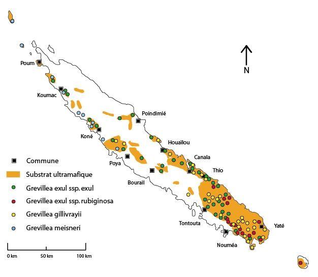 Distribution géographique des espèces de Grevillea ©La Flore de la Nouvelle-Calédonie (MNHN)