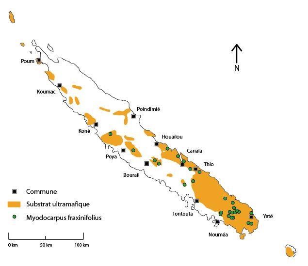 Distribution géographique de Myodocarpus fraxinifolius ©Herbier de Nouvelle-Calédonie (NOU), IRD