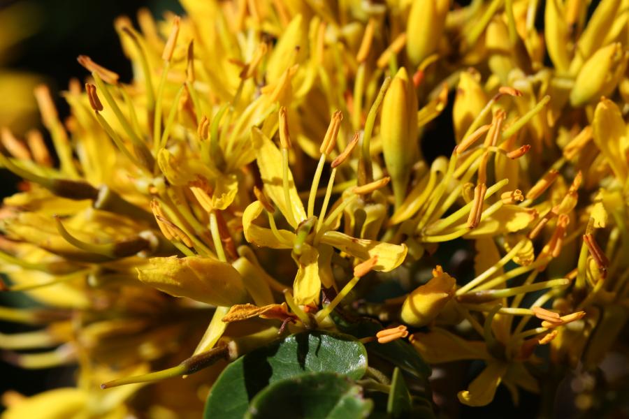 Détail de l'inflorescence de Storckiella pancheri subsp. pancheri ©IAC - G. Gâteblé