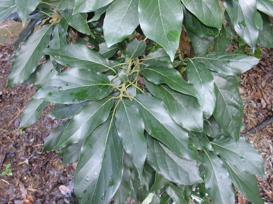 Avocat tardif, variété Anaheim, feuilles ©IAC - B. Naré