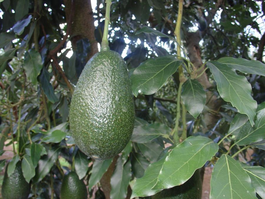 Avocat tardif, variété Anaheim, fruit sur l'arbre ©IAC - B. Naré