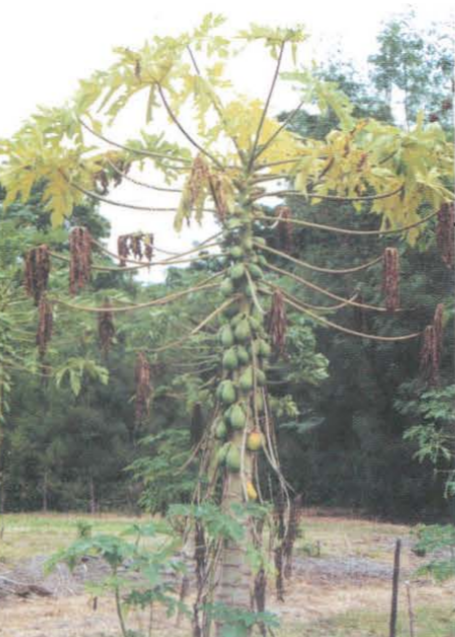 Dégâts dus à Phytophthora sur le papayer ©IAC - F. Mademba