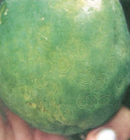 Symptômes du Papaya Ringspot Virus sur le fruit (Non présent en Nouvelle-Calédonie) ©IAC - F. Mademba