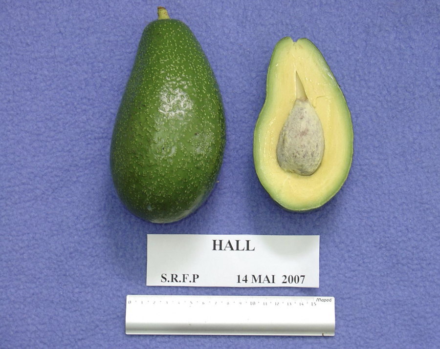 Avocat Légumes, variétés, production, saisonnalité