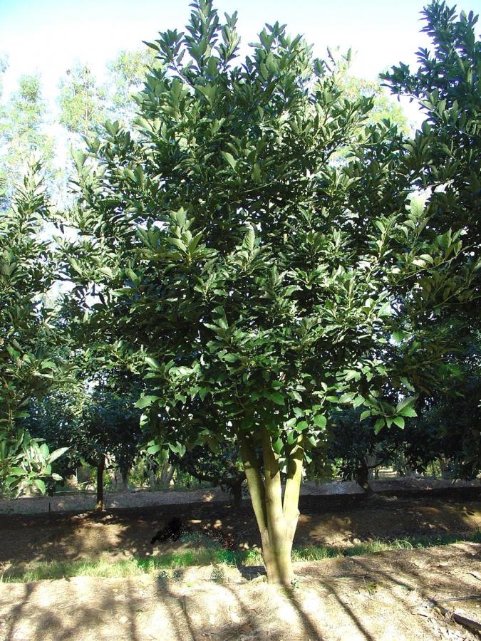 Avocat Légumes, variétés, production, saisonnalité