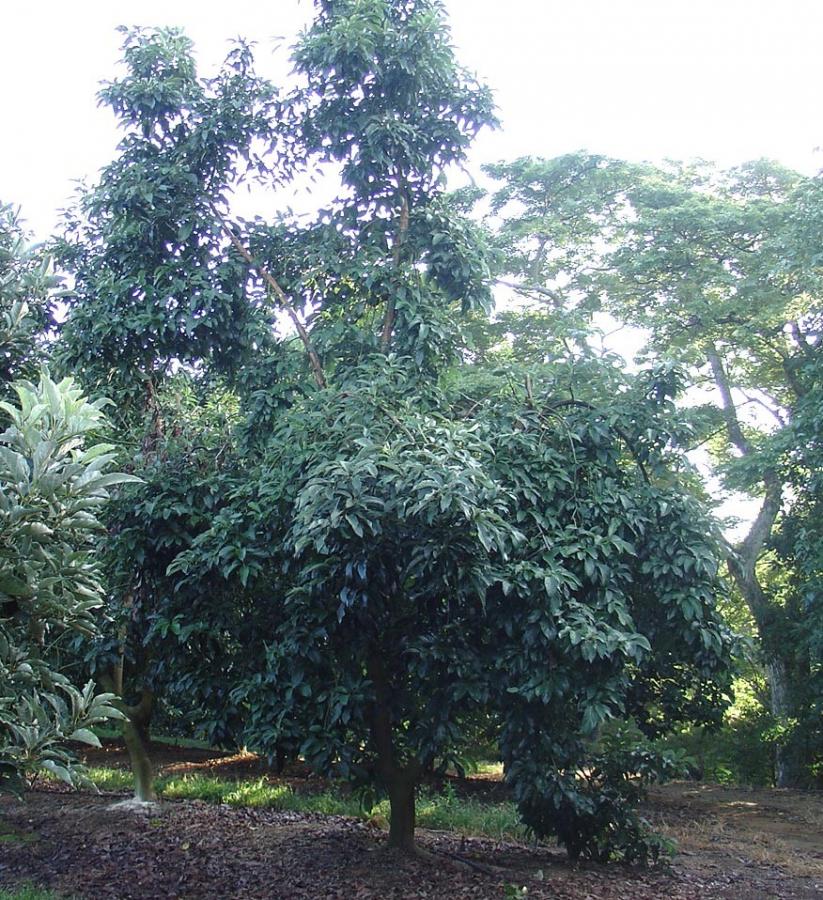 Avocat tardif, variété Reed, arbre entier ©IAC - B. Naré