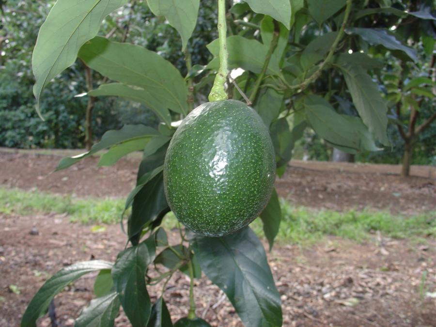 Avocat tardif, variété Reed, fruit sur arbre ©IAC - B. Naré