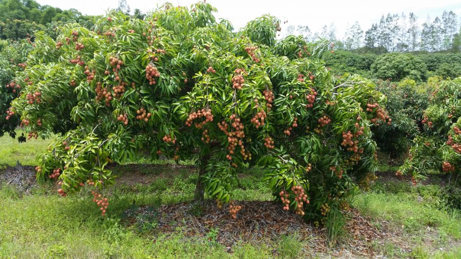 Arbre de litchi ©IAC