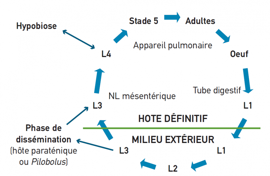 Larve L3 d'Œsophagostomum radiatum ©IAC, LNC