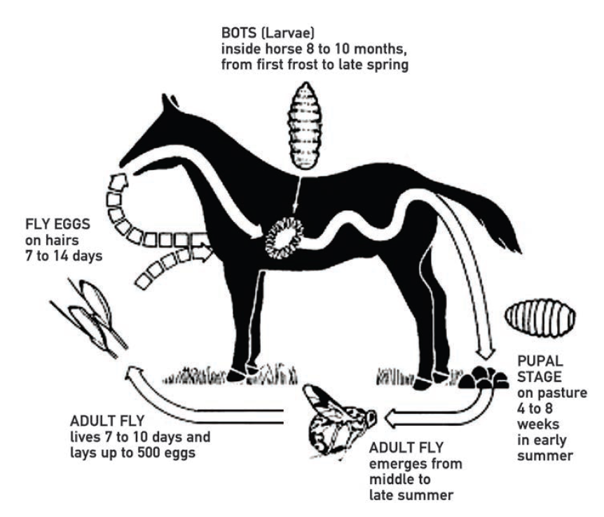 Cycle parasitaire des gastérophiles http://betrypasc.chez.com/bot%20flies.htm